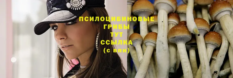 хочу   Конаково  OMG ссылка  Галлюциногенные грибы Psilocybine cubensis 